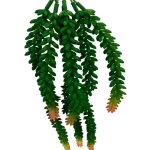 Suculenta Colgante Borrego