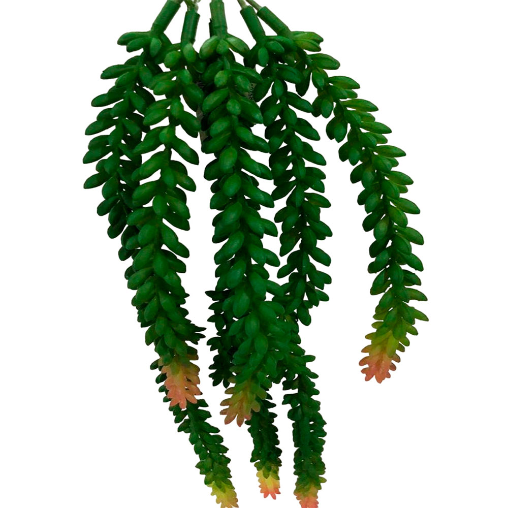 Suculenta Colgante Borrego